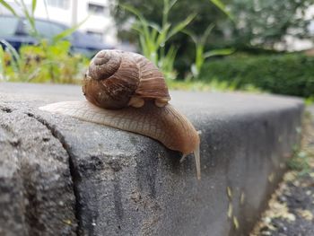 Close-up of snail on wall