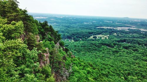 View of lush foliage