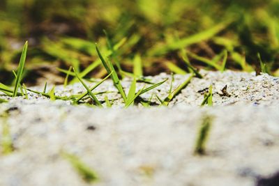 Close-up of moss on grass