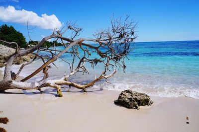 Bare trees on shore against sky