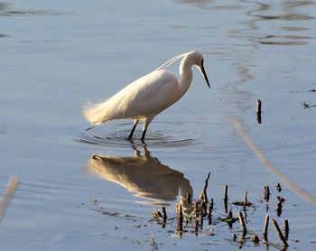 White birds on a lake