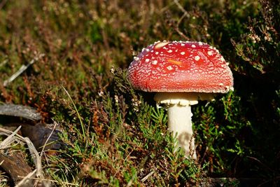 Close-up of fly agaric mushroom on field