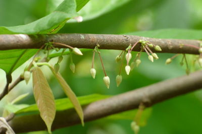 Close-up of raindrops on branch