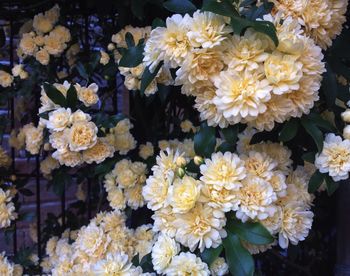 Close-up of white flowers