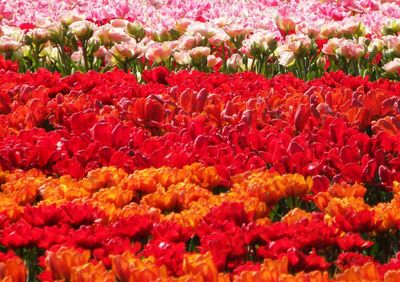 Full frame shot of red flowers