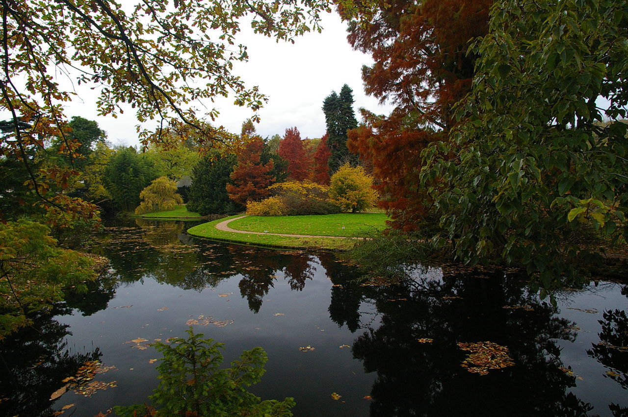 REFLECTION OF TREES IN LAKE DURING AUTUMN