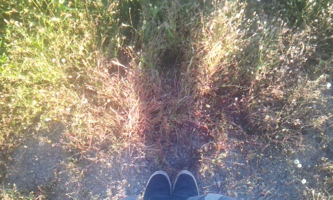 low section, person, personal perspective, shoe, human foot, standing, lifestyles, unrecognizable person, leisure activity, high angle view, men, footwear, grass, part of, water, nature, outdoors