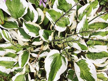 Full frame shot of fresh green leaves on field