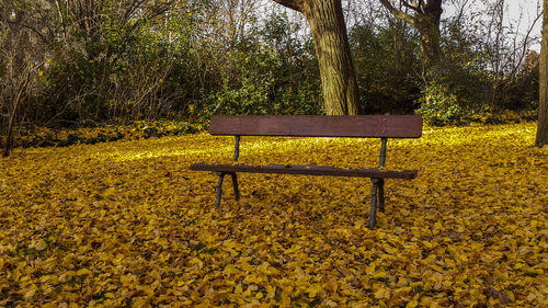 Yellow bench against trees