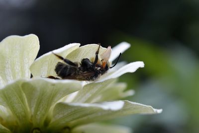 Close-up of bee on flower