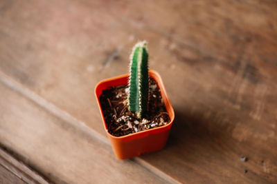 High angle view of potted plant on table