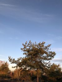 Low angle view of flowering tree against sky