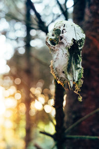 Close-up of plant against trees in forest