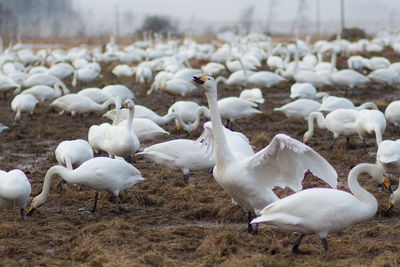 Flock of sheep on field