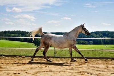 Horse standing on field against sky