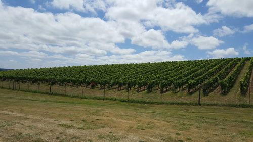 Scenic view of vineyard against sky