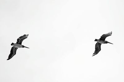 Low angle view of seagull flying against clear sky