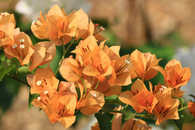 Close-up of orange flowering plants