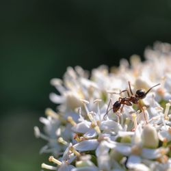 Close-up of insect on flower