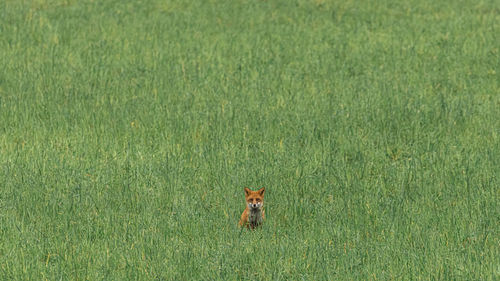 High angle view of dog on field