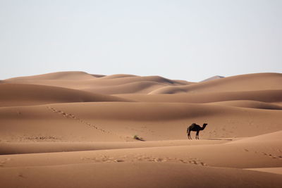 A camel in the sahara desert in morocco. 