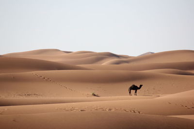 People walking on sand dune in desert against sky