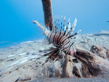 Close-up of dead fish in sea