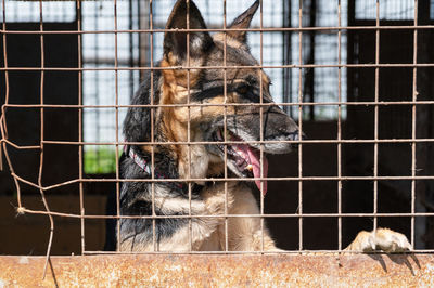 Dog in animal shelter waiting for adoption. portrait of red homeless dog in animal shelter cage.