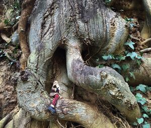 Woman standing on tree trunk in forest