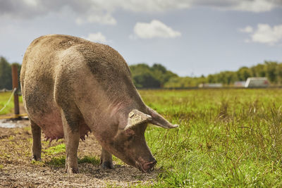 Horse grazing on field