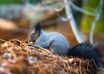Close-up of squirrel on rock