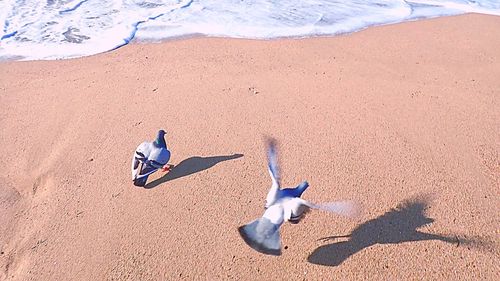 High angle view of bird on sand