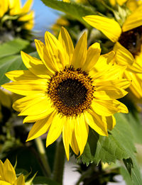 Close-up of sunflower