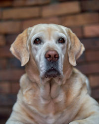 Close-up portrait of dog sitting outdoors