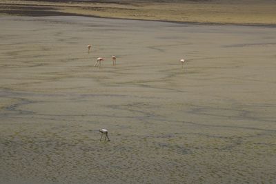 High angle view of birds on beach