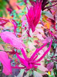 Close-up of pink flowers