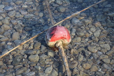 Close-up of crab on pebbles at beach