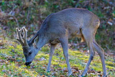 The roe deer on the forest edge