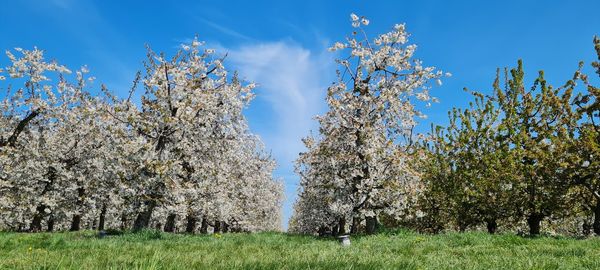 Low angle view of flowering plants on field against sky