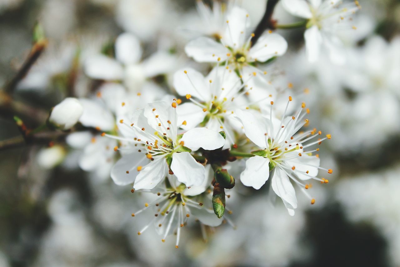flower, white color, freshness, fragility, growth, petal, beauty in nature, focus on foreground, flower head, close-up, nature, blossom, blooming, stamen, in bloom, pollen, white, tree, cherry blossom, branch