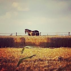 View of field against sky