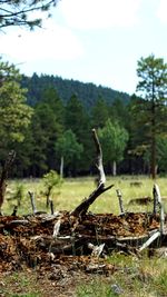 Close-up of grass in field against trees in forest