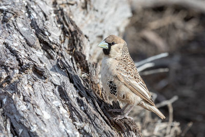 Close-up of bird perching on rock