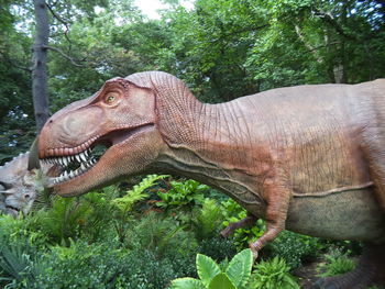 Close-up of elephant in park