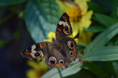 Close-up of butterfly