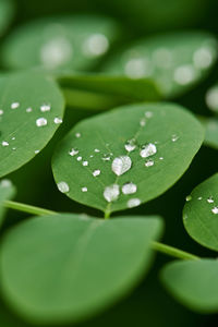 Close-up of water drops on green leaves