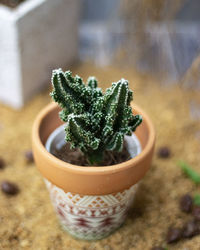 High angle view of succulent plant on table