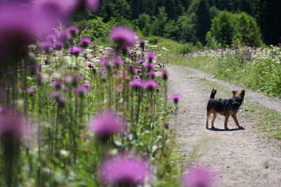 View of dog on street amidst flowering plants