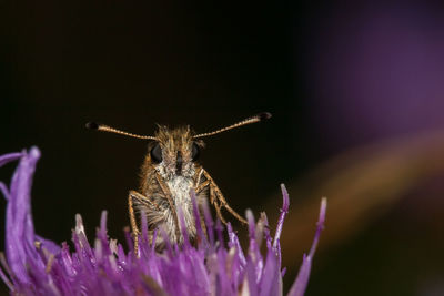 Close-up of insect on purple flower