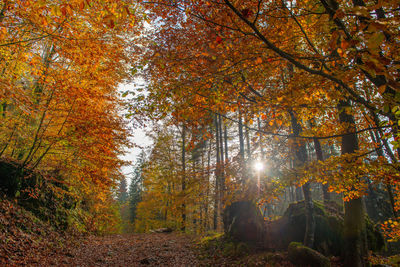 Sunlight streaming through trees during autumn